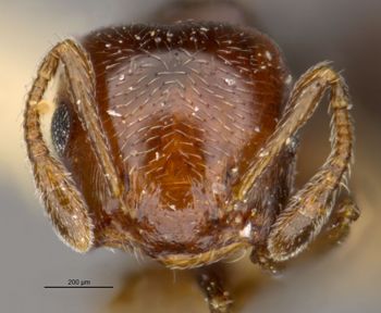Media type: image;   Entomology 20802 Aspect: head